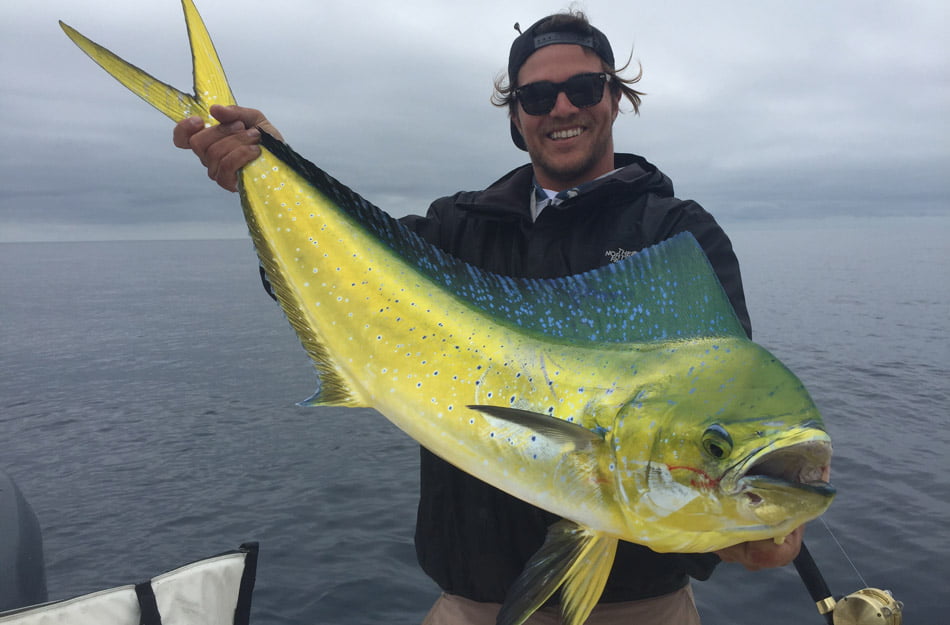 big-yellowtail-caught-