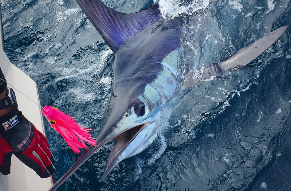 swordfish-caught-on-luxury-yacht